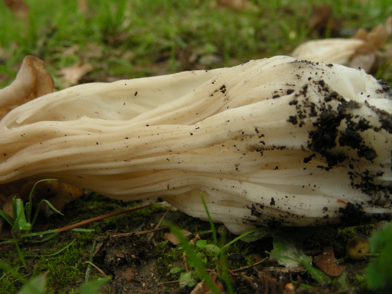 Helvella crispa